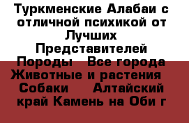 Туркменские Алабаи с отличной психикой от Лучших Представителей Породы - Все города Животные и растения » Собаки   . Алтайский край,Камень-на-Оби г.